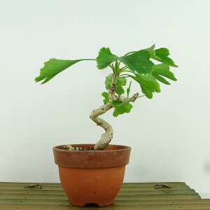 ~   11cm 傤 Ginkgo biloba C`E gt C`E t Ϗܗp i i 