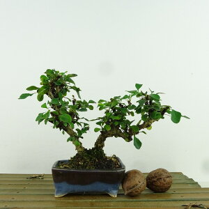 ~ ږ  10cm ߂ Berberis thunbergii M M t Ϗܗp i i 