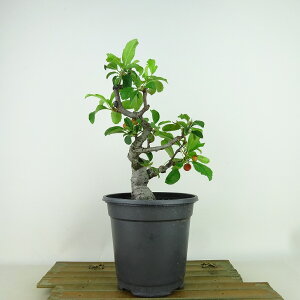 ~ C  22cm ǂ Malus micromalus JChE  o t Ϗܗp i 
