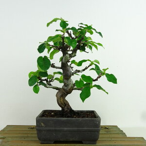 ~ ԗ  19cm  Pseudocydonia sinensis J o t Ϗܗp i i 