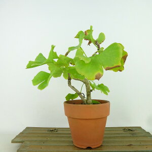 ~   16cm 傤 Ginkgo biloba C`E gt C`E t Ϗܗp i i 