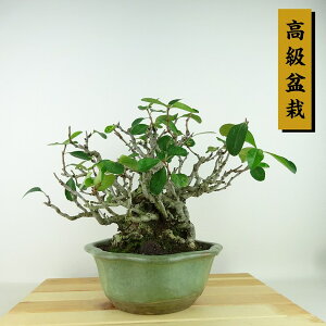 ~ ؉Z  20cm ڂ ~ Chaenomeles speciosa J{P o {P t Ϗܗp i i