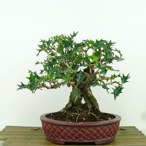 ~ PA  17cm Ђ߂Ђ炬 Ilex dimorphophylla qqCM  `mL `mL u A}~qCM Ύ Ϗܗp i i