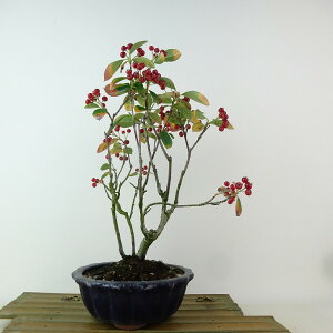 ~   27cm ܂ Pourthiaea villosa J}cJ o t Ϗܗp i