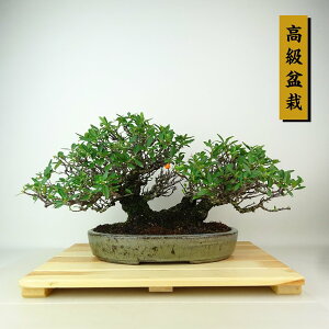 ~ sJT  23cm ~ Pyracantha  IW o Ύ Ϗܗp i