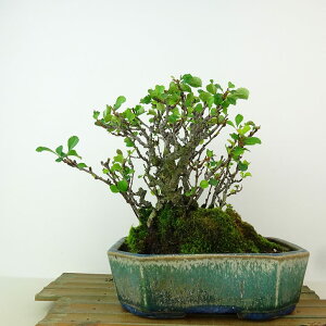 ~ ~ ~  17cm 傤΂ Chaenomeles japonica 'Chojubai' `EWoC o {P t Ϗܗp i i