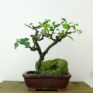 ~ ~ ~  16cm 傤΂ Chaenomeles japonica 'Chojubai' `EWoC Εt o {P t Ϗܗp i i 