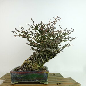 ~ ~ ~  21cm 傤΂ Chaenomeles japonica 'Chojubai' `EWoC o {P t Ϗܗp i