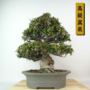 ~ Ɗ  31cm Ă ~ Trachelospermum asiaticum eCJJY 鐫 LE`NgE Ύ gt Ϗܗp i