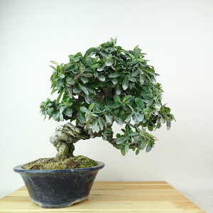 ~ sJT  26cm Pyracantha o Ύ Ϗܗp i