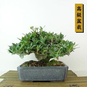 ~ q  13cm Ȃ ~ Gardenia jasminoides N`iV AJl N`iV Ύ Ϗܗp i i