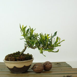 ~ q _  10cm Ȃ Gardenia jasminoides N`iV AJl N`iV Ύ Ϗܗp i i 
