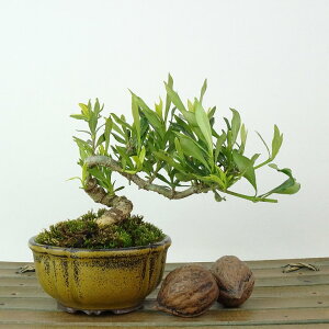 ~ q _  9cm Ȃ Gardenia jasminoides N`iV AJl N`iV Ύ Ϗܗp i i 