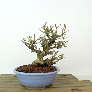 ~ K}Y~ ؎R  15cm Viburnum dilatatum ܂ vN\E K}Y~ t gt Ϗܗp i i