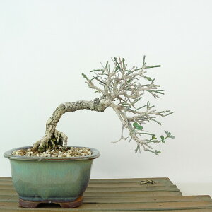 ~ ~  13cm ΂ Jasminum nudiflorum IEoC 鐫 NZC \PC t Ϗܗp i i 