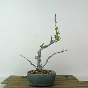 ~ ؉Z  18cm ڂ Chaenomeles speciosa J{P o {P t Ϗܗp i i