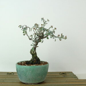 ~ KN KN  13cm ΂ Rosa o  o t Ϗܗp i i 