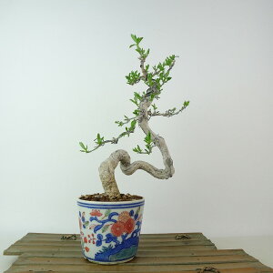 ~ ^|  24cm ܂ Euonymus sieboldianus }~ jVLM tLt Ϗܗp i