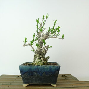 ~ ^|  17cm ܂ Euonymus sieboldianus }~ jVLM tLt Ϗܗp i i 
