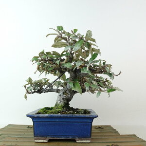 ~   17cm 񂮂 Elaeagnus JO~ O~ Ύ Ϗܗp i i 