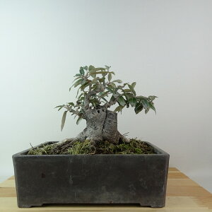 ~   15cm 񂮂 Elaeagnus JO~ O~ Ύ Ϗܗp i i 