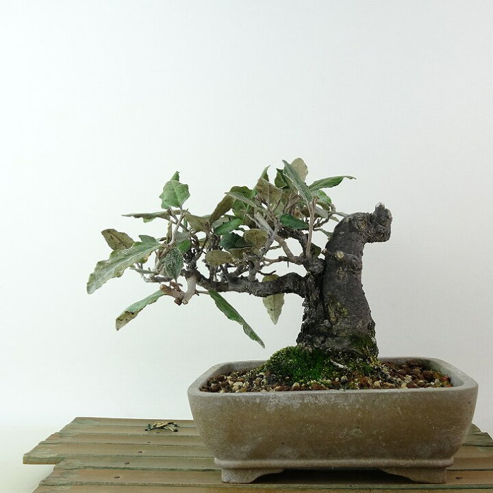 楽天市場】盆栽 寒茱萸 樹高 約12cm かんぐみ Elaeagnus カングミ グミ 