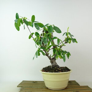 ~ ؒ  25cm  Akebia quinata APr  鐫 APr t Ϗܗp i 