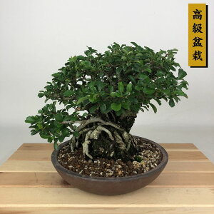 ~ ~ ~  17cm 傤΂ ~ Chaenomeles japonica 'Chojubai' `EWoC o {P t Ϗܗp i i
