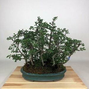 ~ ~ ~  30cm 傤΂ Chaenomeles japonica 'Chojubai' `EWoC o {P t Ϗܗp i