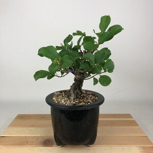 ~ ~[  19cm 邤߂ǂ Celastrus orbiculatus cEhL 鐫 jVLM cEhL t Ϗܗp i i 