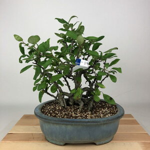 ~ ؉Z _  24cm ڂ Chaenomeles speciosa {P o {P t Ϗܗp i