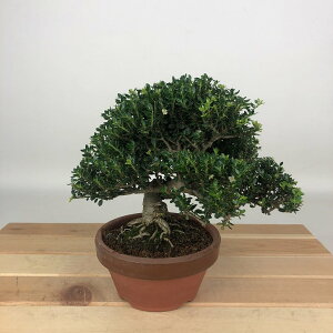 ~ k PcQ  14cm  Buxus microphylla var. japonica cQ ѐA cQ Ύ Ϗܗp i i