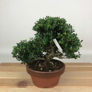 ~ k PcQ  13cm  Buxus microphylla var. japonica cQ ѐA cQ Ύ Ϗܗp i i