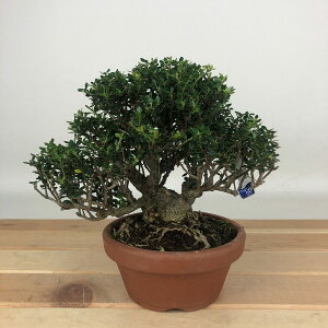 ~ k PcQ  12cm  Buxus microphylla var. japonica cQ ѐA cQ Ύ Ϗܗp i i