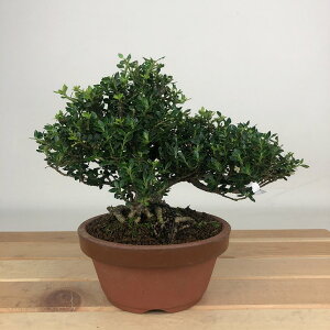 ~ k PcQ  12cm  Buxus microphylla var. japonica cQ ѐA cQ Ύ Ϗܗp i i