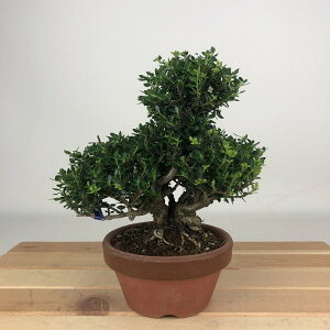 ~ k PcQ  15cm  Buxus microphylla var. japonica cQ ѐA cQ Ύ Ϗܗp i i