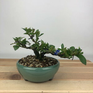 ~ q ꐡ@t  8cm Ȃ Gardenia jasminoides N`iV AJl N`iV Ύ Ϗܗp i i