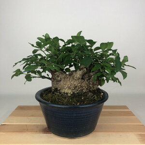 ~ ܂  16cm Euonymus alatus form ciliatodentatus R}~ jVLM tLt Ϗܗp i i