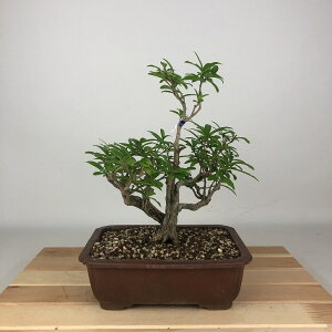 ~ Ξ  22cm  Punica granatum UN ~\nM UN t Ϗܗp i 