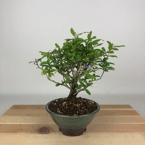 ~ Ξ  19cm  Punica granatum UN ~\nM UN t Ϗܗp i i 