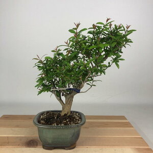 ~ Ξ  22cm  Punica granatum UN ~\nM UN t Ϗܗp i 