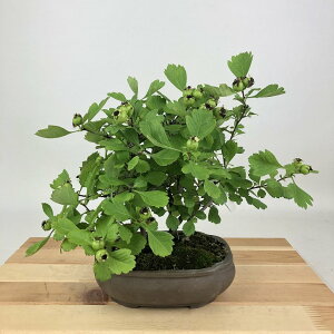 ~ Rq  21cm 񂴂 Crataegus cuneata TUV  o TUV t Ϗܗp i 