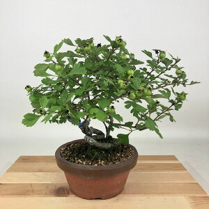 ~ Rq  21cm 񂴂 Crataegus cuneata TUV  o TUV t Ϗܗp i 