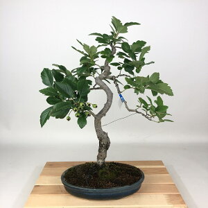 ~ Rq r[TUV  42cm 񂴂 Crataegus cuneata TUV o TUV t Ϗܗp i 