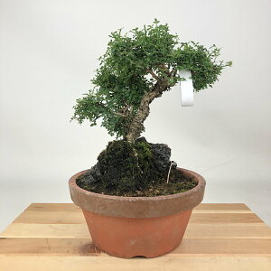 ~ ~  20cm ΂ Jasminum nudiflorum IEoC t Εt 鐫 NZC \PC t Ϗܗp i i 