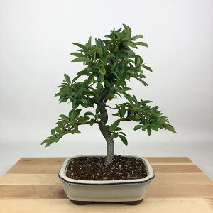 ~ sJT  22cm Pyracantha o Ύ Ϗܗp i 