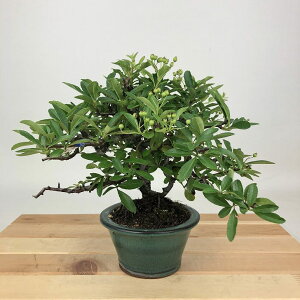 ~ sJT  17cm Pyracantha o Ύ Ϗܗp i i 