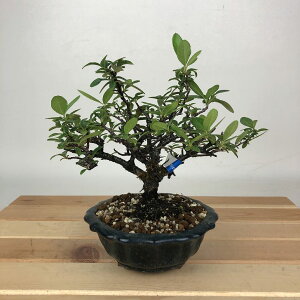 ~ sJT  16cm Pyracantha o Ύ Ϗܗp i i