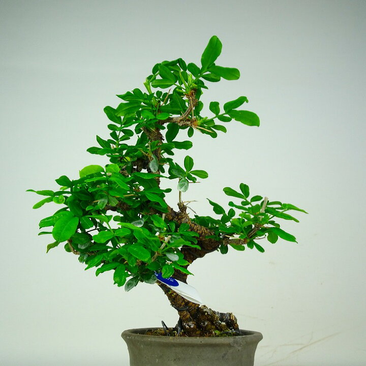 楽天市場】盆栽 群雀 樹高 約17cm むれすずめ Caragana sinica 