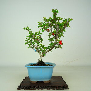 �~�� �~ �����~ ���� ��19cm ���傤����΂� Chaenomeles japonica 'Chojubai' �`���E�W���o�C �ԉ� �o���� �{�P�� ���t�� �ӏ� �Ϗܗp ���i ���i